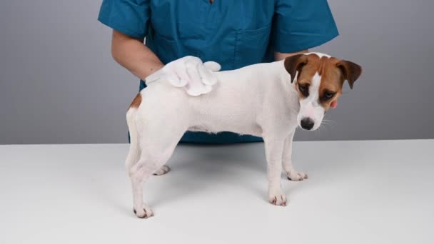 Veterinario Lavar Gato Russell Terrier Perro Con Guante Húmedo Desechable — Vídeo de stock