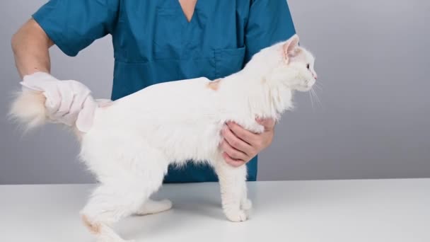 Ένας Βετεράνος Πλένει Μια Χνουδωτή Άσπρη Γάτα Ένα Βρεγμένο Γάντι — Αρχείο Βίντεο