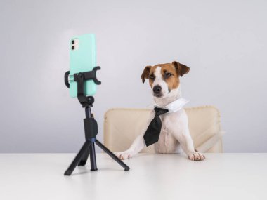 Kravatlı köpek Jack Russell Terrier masaüstü yayınlarında akıllı telefondan canlı yayında oturuyor.