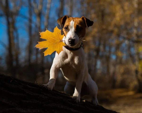 Jack Russell Terrier Cão Caminha Noite Floresta Outono Noite — Fotografia de Stock