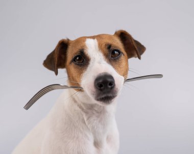 Beyaz arka planda, ağzında çatal tutan Jack Russell Terrier adlı bir köpeğin yakın plan portresi.