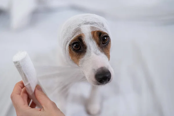 Veterinarian wraps a bandage around the head of a dog Jack Russell Terrier