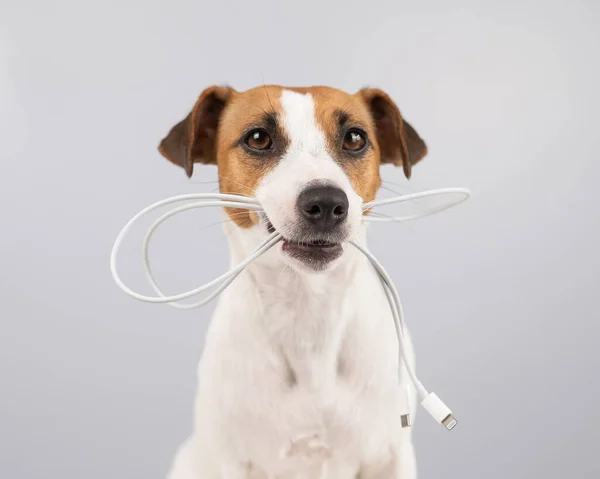 鲁塞尔 Jack Russell 一只狗 白色背景 牙齿上握着一条C型电缆 — 图库照片