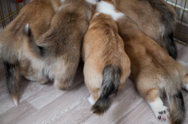 Corgi yavruları kuşhanenin etrafına doluşmuş.
