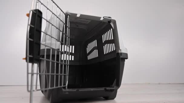 Chien Jack Russell Terrier Entre Dans Transporteur Plastique Une Femme — Video