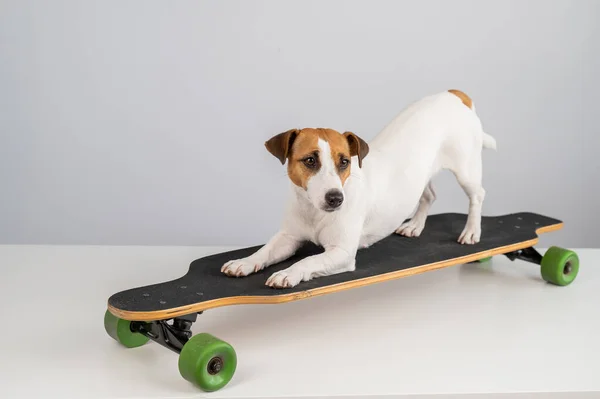 Dog Jack Russell Terrier Posando Longboard Frente Fundo Branco — Fotografia de Stock