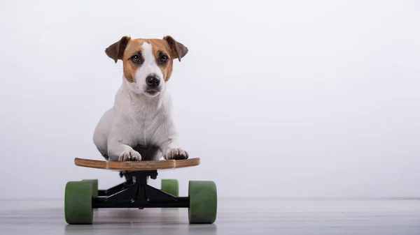 Dog Jack Russell Terrier Longboardzie Studio Białym Tle — Zdjęcie stockowe