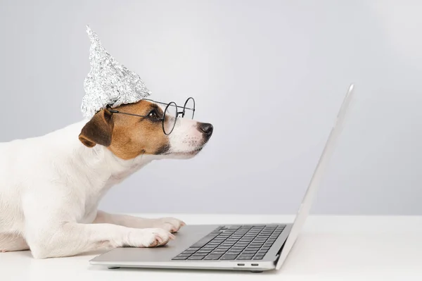 Jack Russell Terrier Cane Cappello Stagnola Occhiali Lavora Computer Portatile — Foto Stock