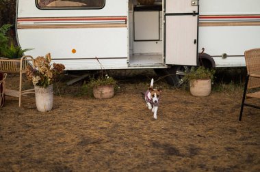 Karavanda örgü süveter giyen sevimli Jack Russell Terrier köpeği. Sonbaharda minibüsle seyahat et.