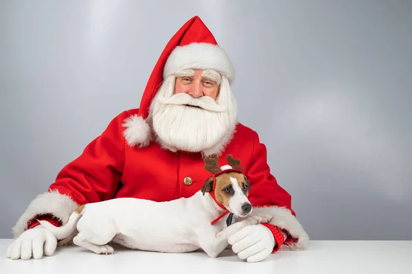Retrato Santa Claus Cão Jack Russell Terrier Rudolf Renas Orelhas — Fotografia de Stock