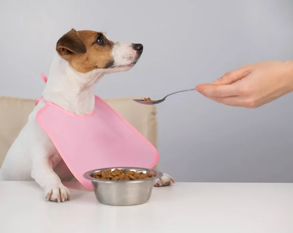 A woman feeds her pet dry food from a spoon. Dog jack russell terrier at the dining table in a bib