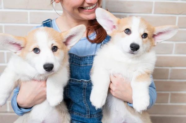 白人女性持っています二つのかわいいですPbroke Corgi子犬 — ストック写真