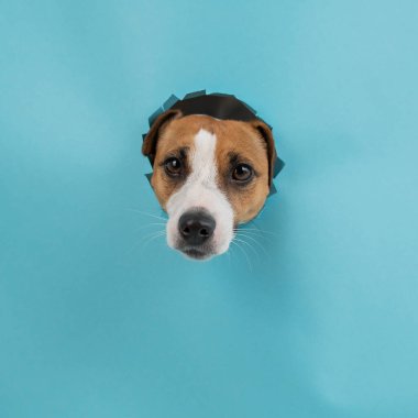 Kağıt mavisi arka planda bir delikten komik köpek ağızlığı.