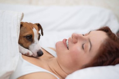 Köpek Jack Russell Terrier metresinin üzerinde battaniyeye sarılı uyuyor.