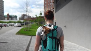 Beyaz bir kadın özel bir sırt çantasıyla köpek Jack Russell Terrier ile dışarı çıkıyor.