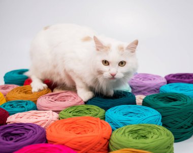 Pamuklu bir kedinin çok renkli pamuk kediler arasındaki yakın çekimi