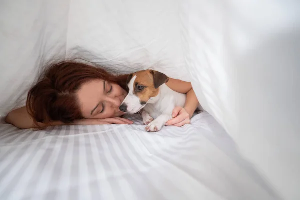 Dog Jack Russell Terrier Ligger Med Ägaren Filt — Stockfoto