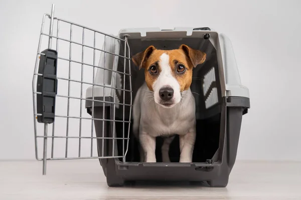 Jack Russell Terrier Perro Dentro Una Caja Viaje Con Puerta — Foto de Stock