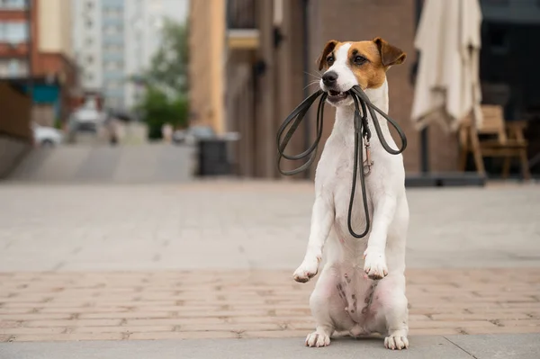 Solitário Jack Russell Terrier Tem Uma Trela Boca Cão Perdido — Fotografia de Stock