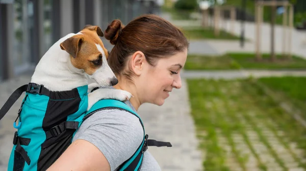 Caucasian Woman Walking Outdoors Dog Jack Russell Terrier Special Backpack — Stock Photo, Image