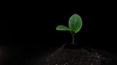 Kabak, siyah arka planda dönen su damlalarında filizlenir.