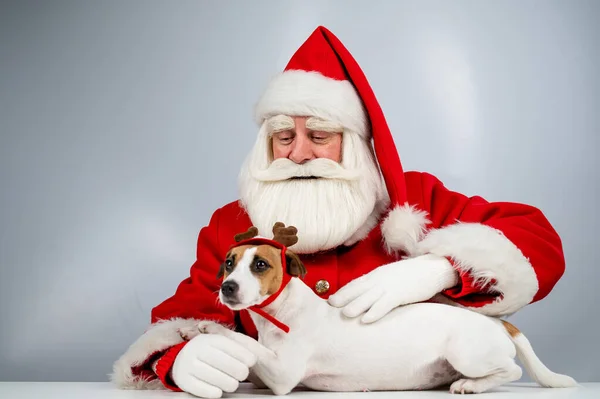 Portret Mikołaja Psa Jacka Russella Terriera Uszach Renifera Rudolfa Białym — Zdjęcie stockowe