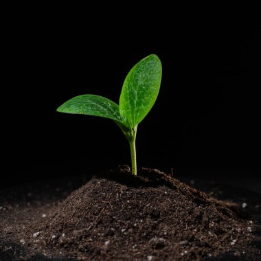 Siyah arka planda çiy damlalarında kabak filizleri