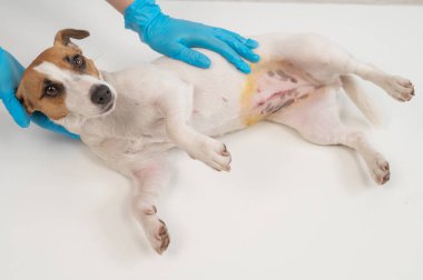 Bir veteriner ameliyat sonrası Jack Russell Terrier köpeğini muayene eder.