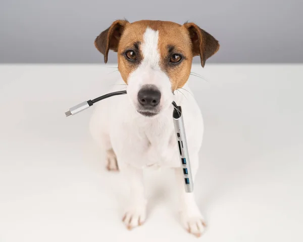 Jack Russell Terrier Chien Tenir Usb Dans Bouche — Photo