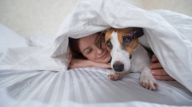 Köpek Jack Russell Terrier, sahibiyle birlikte battaniyenin altında yatıyor.