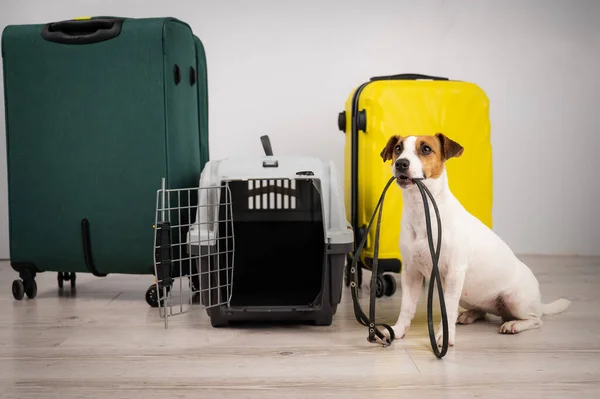 Jack Russell Terrier Cão Segurando Uma Trela Enquanto Sentado Perto — Fotografia de Stock