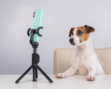 Jack Russell Terrier köpeği akıllı telefondan canlı yayın yapıyor.
