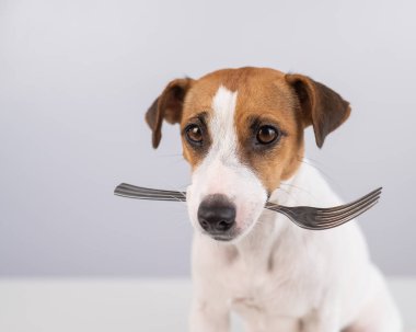 Beyaz arka planda, ağzında çatal tutan Jack Russell Terrier adlı bir köpeğin yakın plan portresi.
