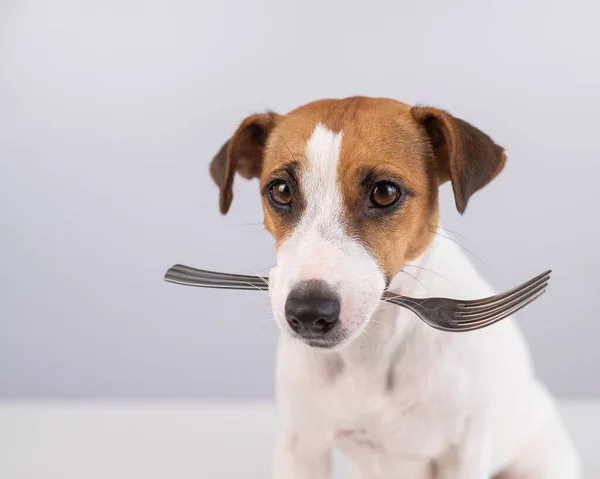 Close Retrato Cão Jack Russell Terrier Segurando Garfo Sua Boca — Fotografia de Stock