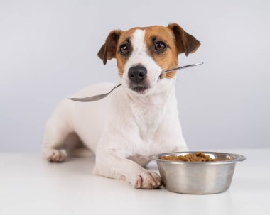 Jack Russell Terrier köpeği bir kase kuru yiyeceğin yanında yatıyor ve beyaz arka planda kaşığı ağzına alıyor.