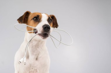 Jack Russell Terrier köpeği beyaz bir arka planda dişinde C tipi bir kablo tutuyor.