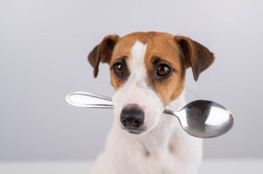 Jack Russell Terrier 'ın beyaz bir arka planda kaşığı tuttuğu bir köpeğin yakın plan portresi.