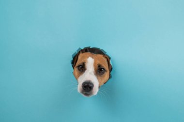 Kağıt mavisi arka planda bir delikten komik köpek ağızlığı.