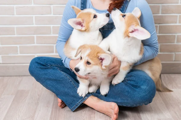 Mulher Caucasiana Segurando Três Bonitos Filhotes Pembroke Corgi — Fotografia de Stock