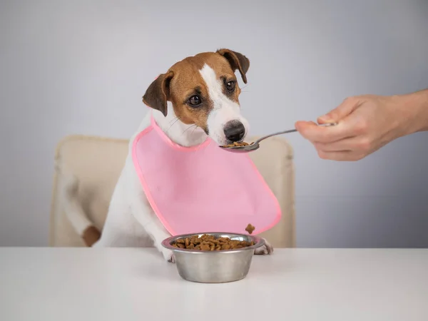 Kobieta Karmi Swojego Zwierzaka Suchym Jedzeniem Łyżki Pies Jack Russell — Zdjęcie stockowe