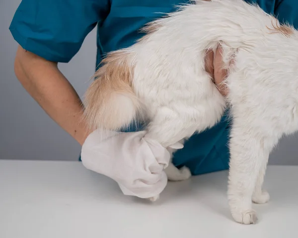 Veterinario Che Lava Soffice Gatto Bianco Con Guanto Bagnato Usa — Foto Stock