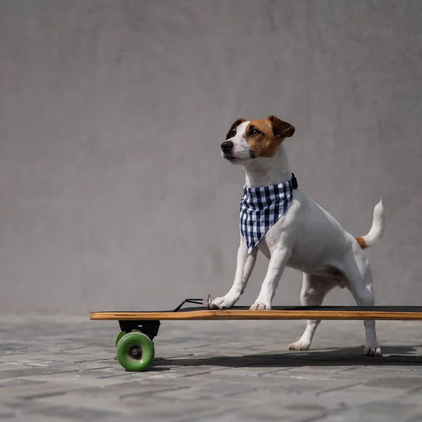 Jack Russell Teriér Pes Nosí Kostkovaném Šátku Jezdí Longboardu — Stock fotografie