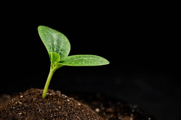 Close-up of a sprout of zucchini on a black background