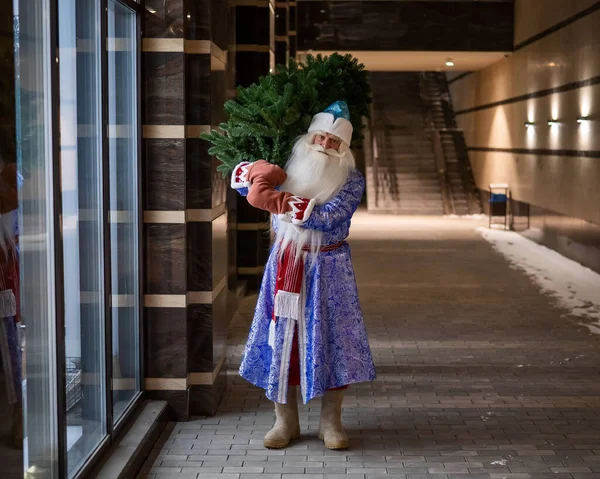 Russian Santa Claus Carries Christmas Tree Night Outdoors — Stock Photo, Image