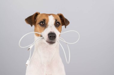 Jack Russell Terrier köpeği beyaz bir arka planda dişinde C tipi bir kablo tutuyor.