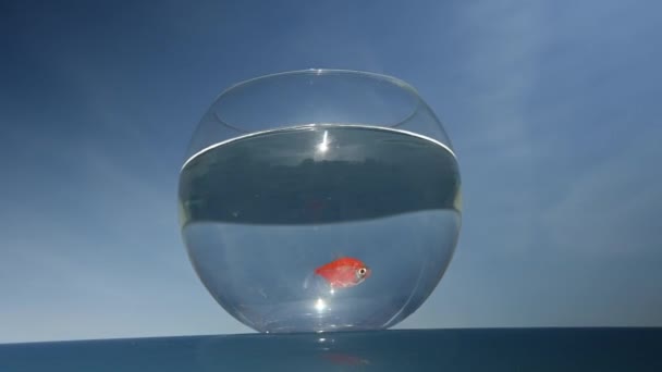 Mavi Gökyüzüne Karşı Yuvarlak Bir Akvaryumda Yüzen Bir Japon Balığı — Stok video