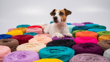 Jack Russell Terrier 'ın çok renkli pamuklu köpeğinin yakın çekimi.