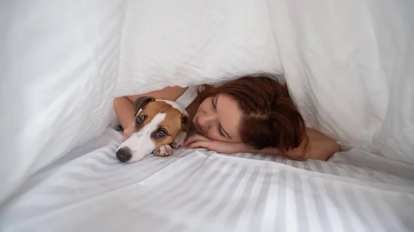 犬のジャック ラッセル テリアは毛布の下の所有者に横たわっている — ストック写真