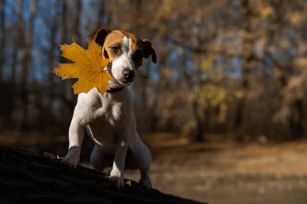 Jack Russell Terrier Kutya Sétál Este Őszi Erdőben Este — Stock Fotó