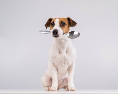 Beyaz arka planda kaşığı ağzında tutan köpek Jack Russell Terrier 'ın portresi. Boşluğu kopyala